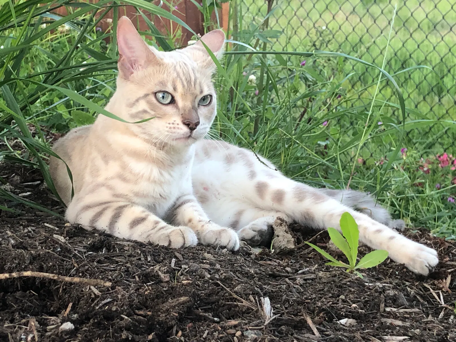 Lost cat in Lynnwood, WA, 98036