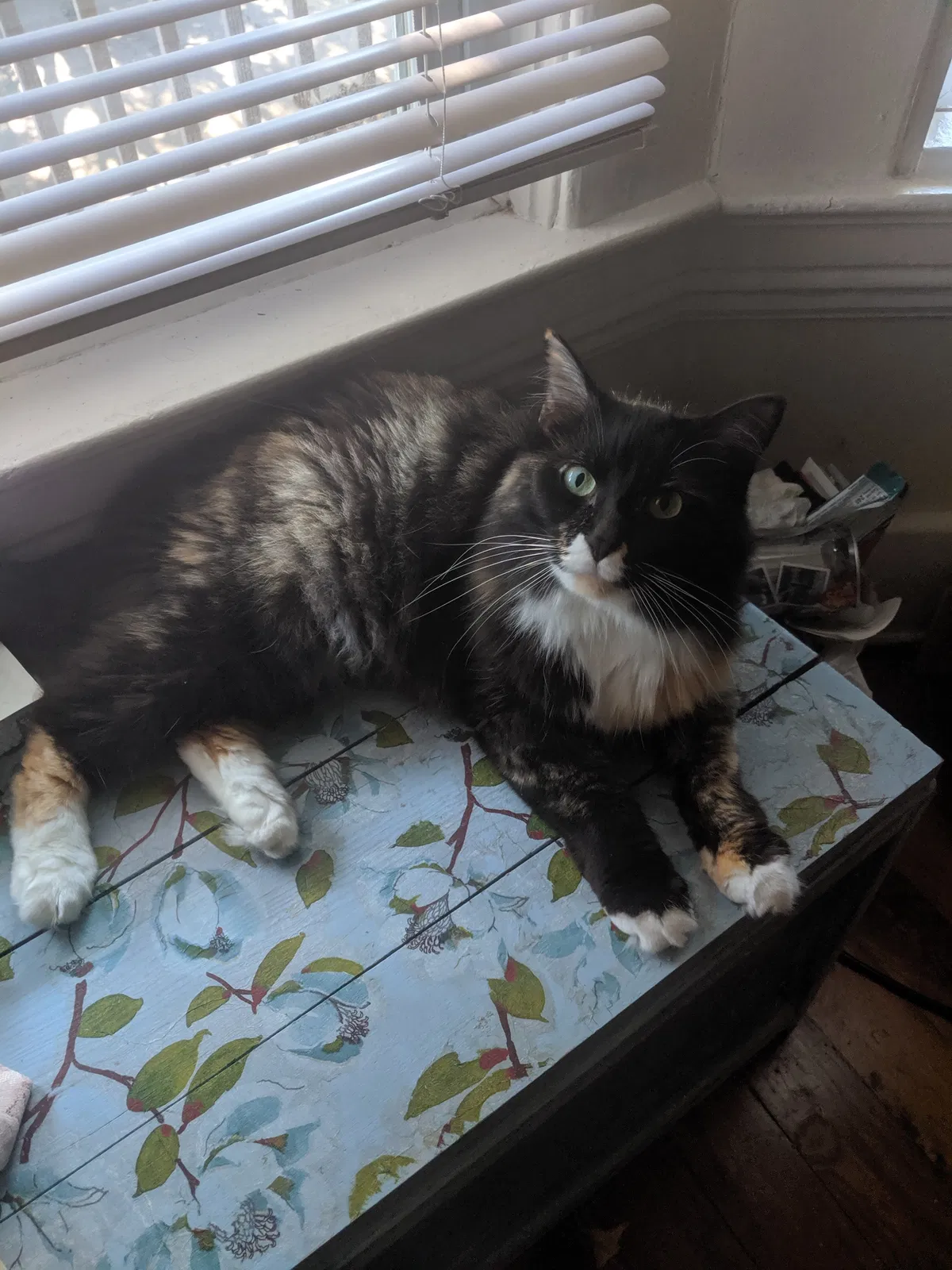 Lost cat in Grand Rapids, MI, 49503