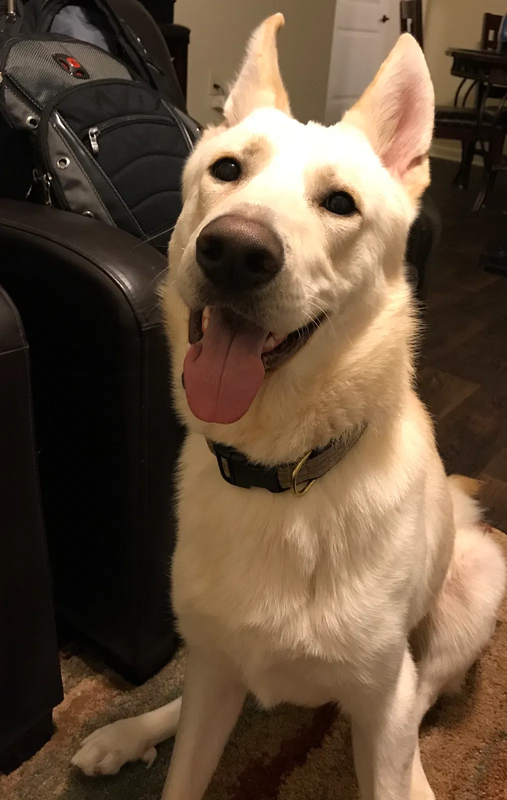 Lost dog in Fort Mill, SC, 29715