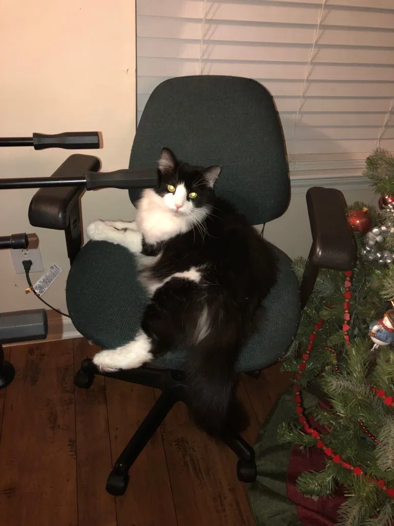 Lost cat in Indianapolis, IN, 46239