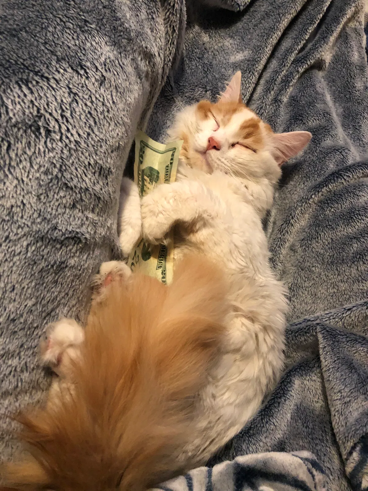 Lost cat in Concord, CA, 94518