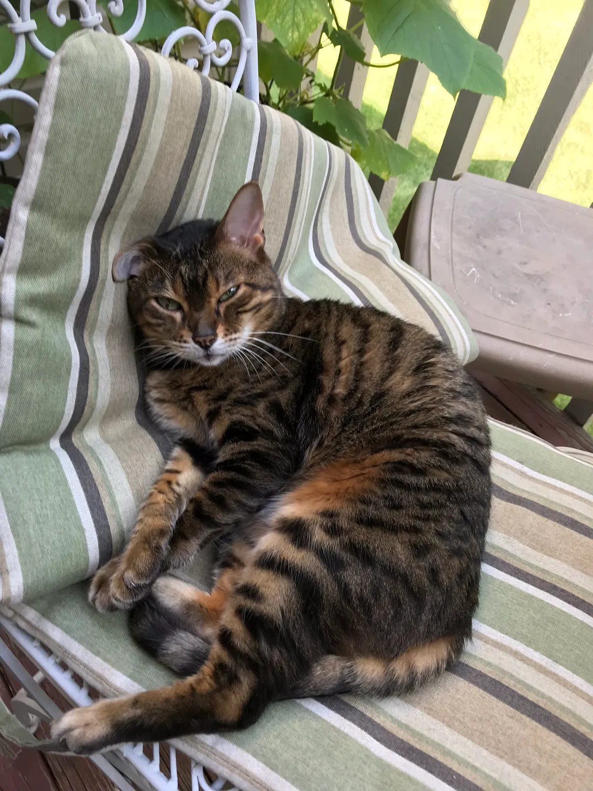 Lost cat in Eden Prairie, MN, 55346