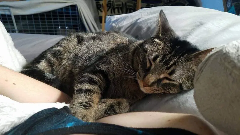 Lost cat in Fort Collins, CO, 80525