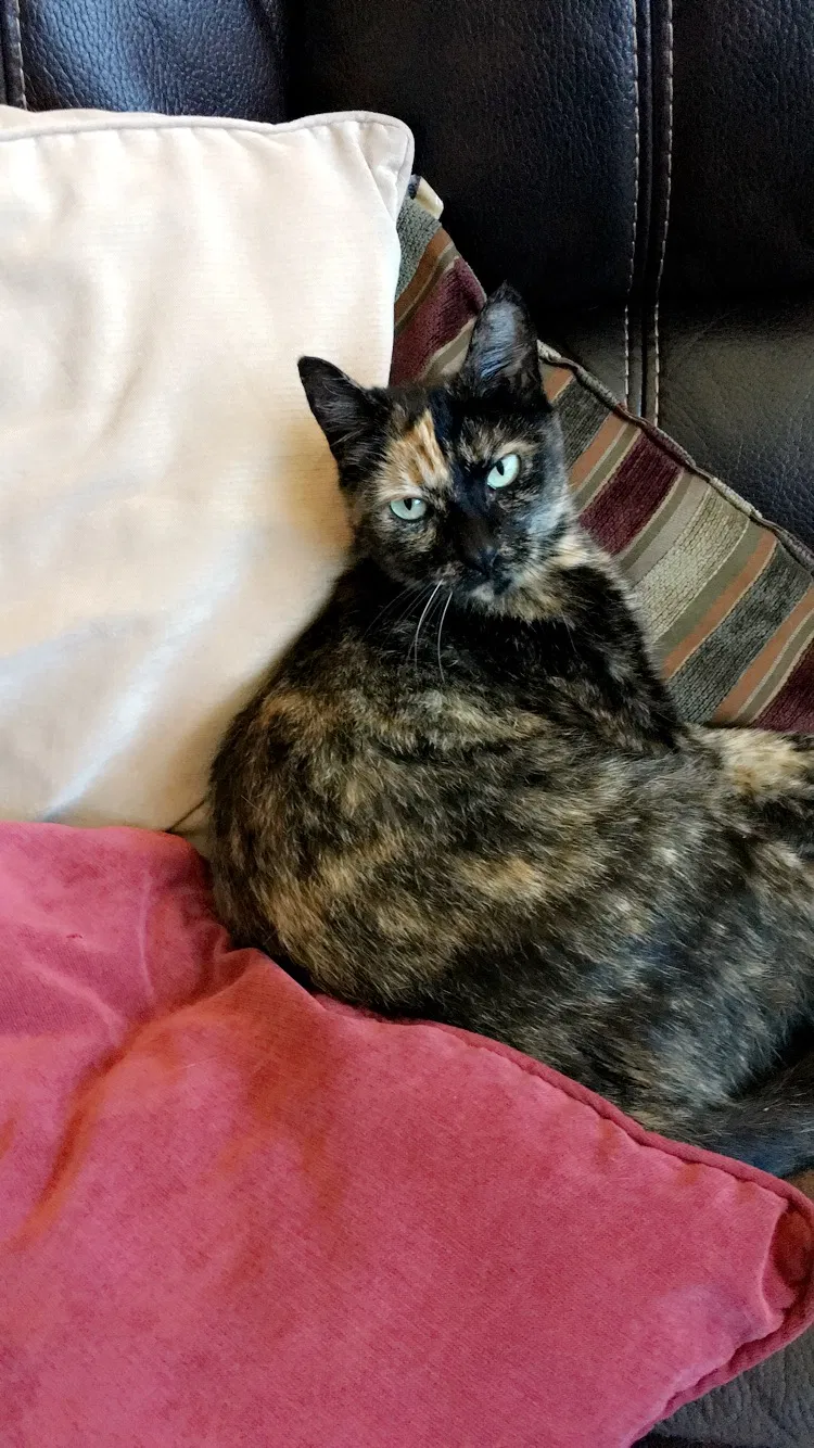 Lost cat in Katy, TX, 77494
