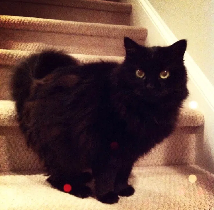 Lost cat in Charleston, SC, 29492