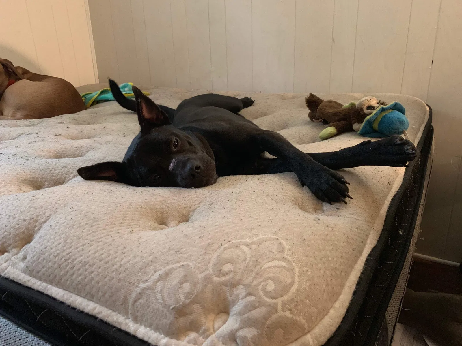 Lost dog in Grandville, MI, 49418