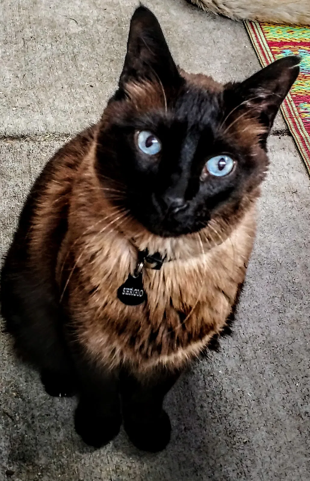 Lost cat in Santa Maria, CA, 93455