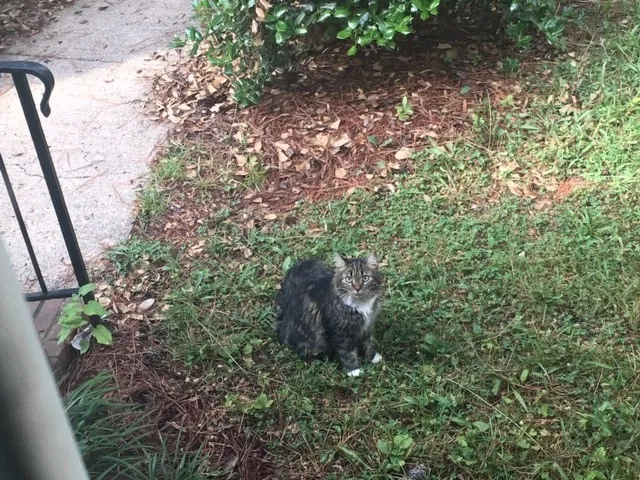 Lost cat in Richmond, VA, 23226