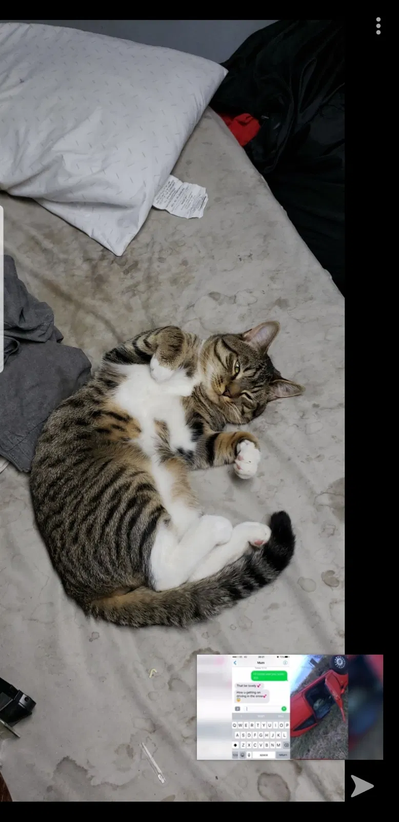 Lost cat in Flushing, NY, 11355
