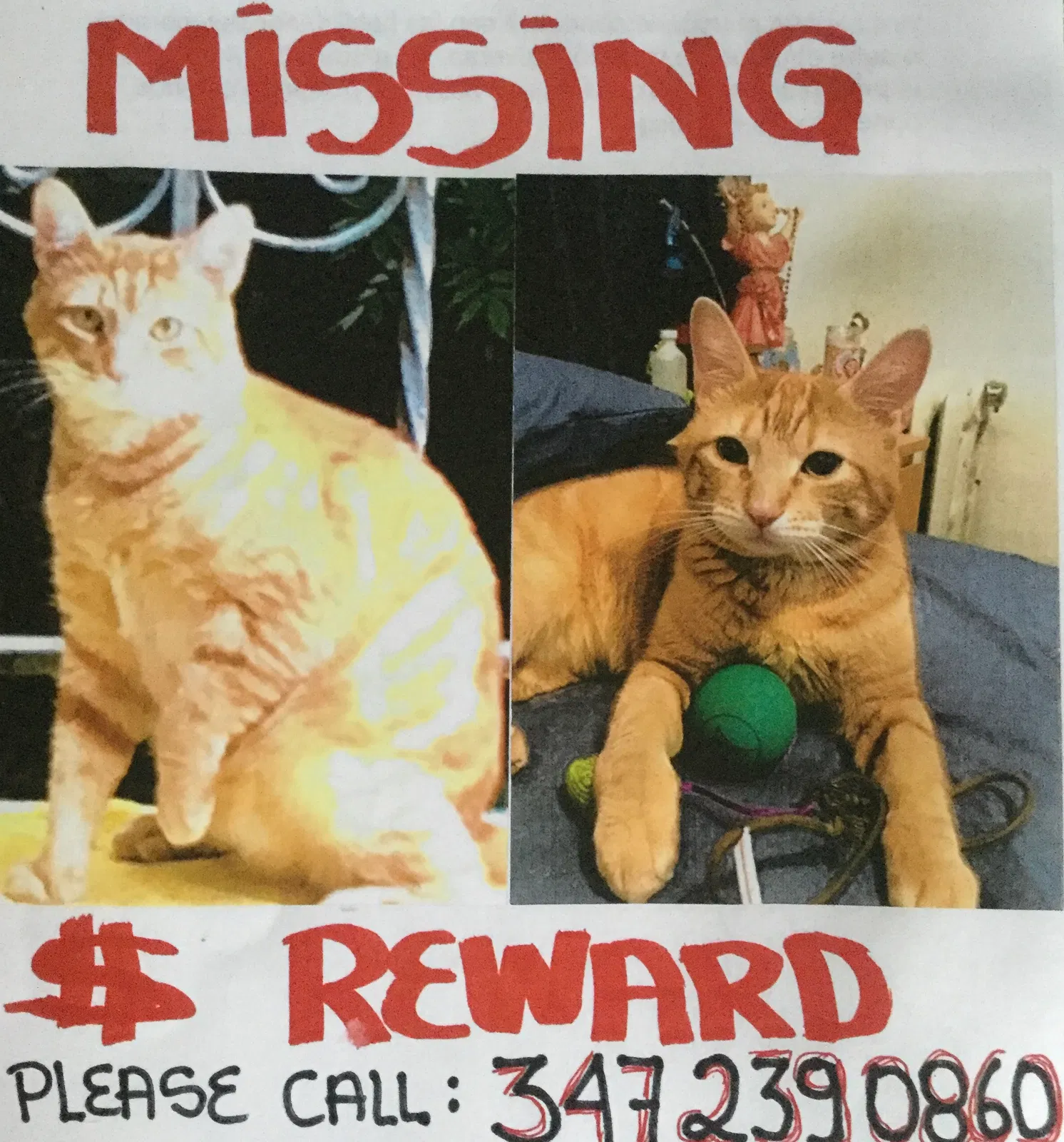 Lost cat in East Elmhurst, NY, 11370