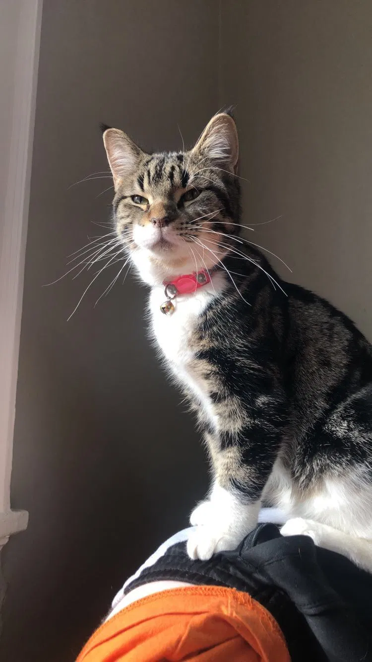 Lost cat in Milwaukee, WI, 53211