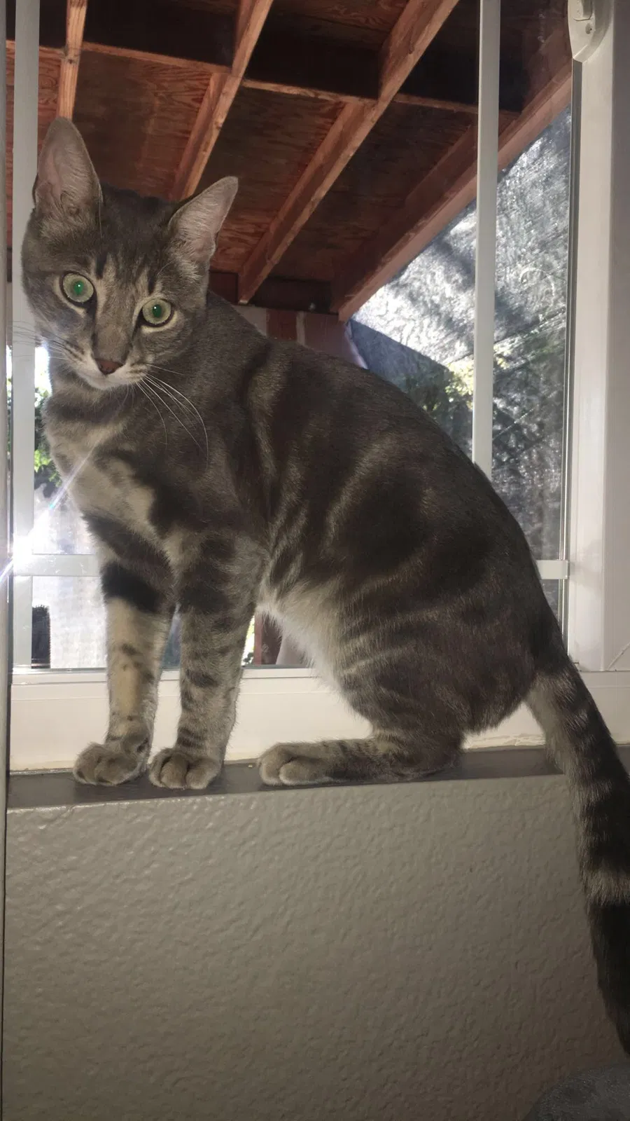 Lost cat in Manteca, CA, 95336