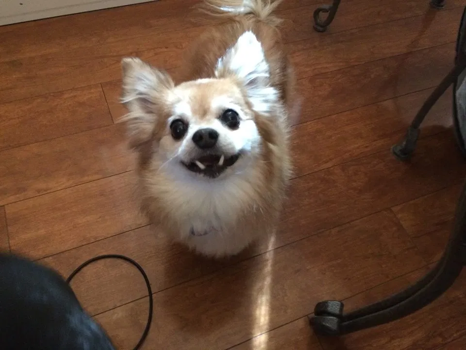 Lost dog in Williamsburg, VA, 23188