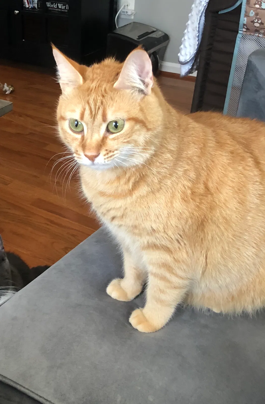 Lost cat in Woodbridge, VA, 22192