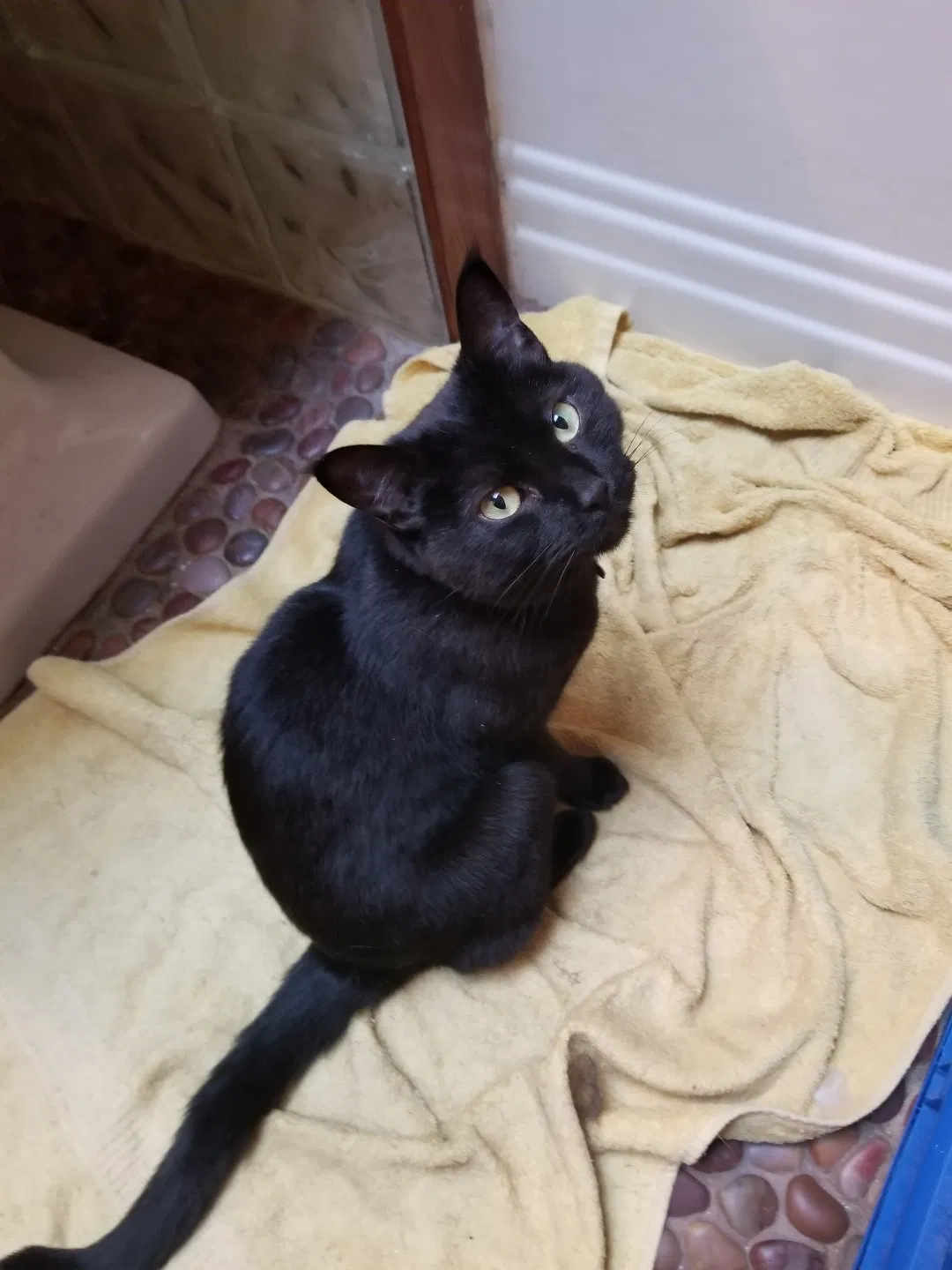 Lost cat in Pittsburgh, PA, 15201