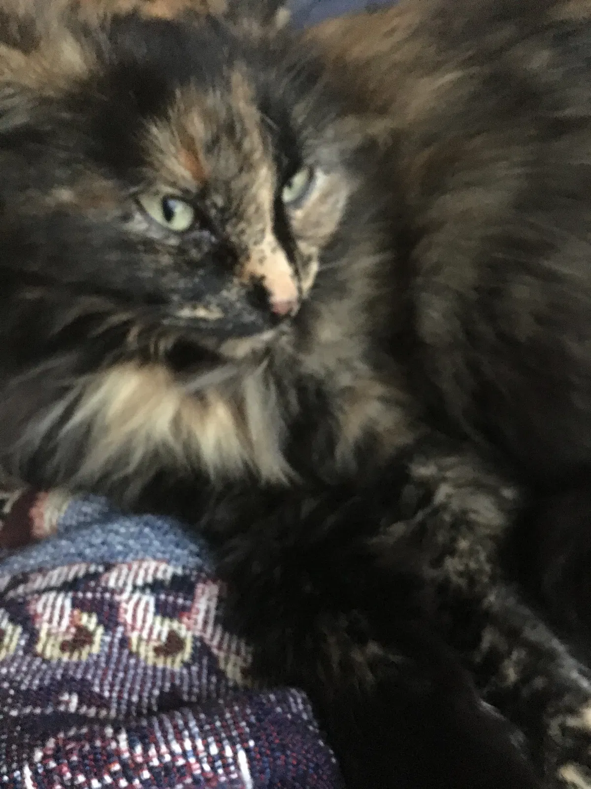 Lost cat in Cazenovia, NY, 13035