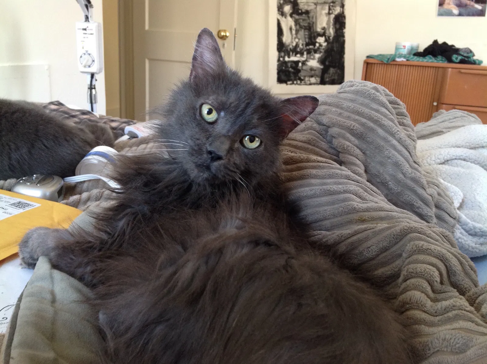 Lost cat in Pound Ridge, NY, 10576