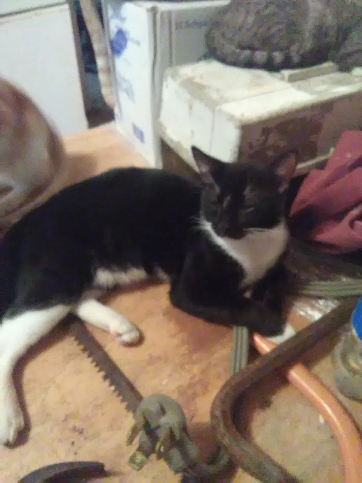 Lost cat in Hope, AR, 71801