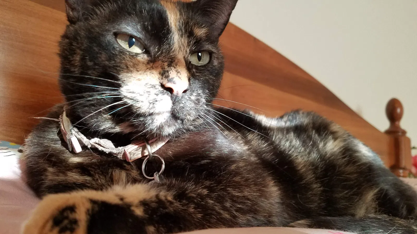 Lost cat in Barrington, IL, 60010