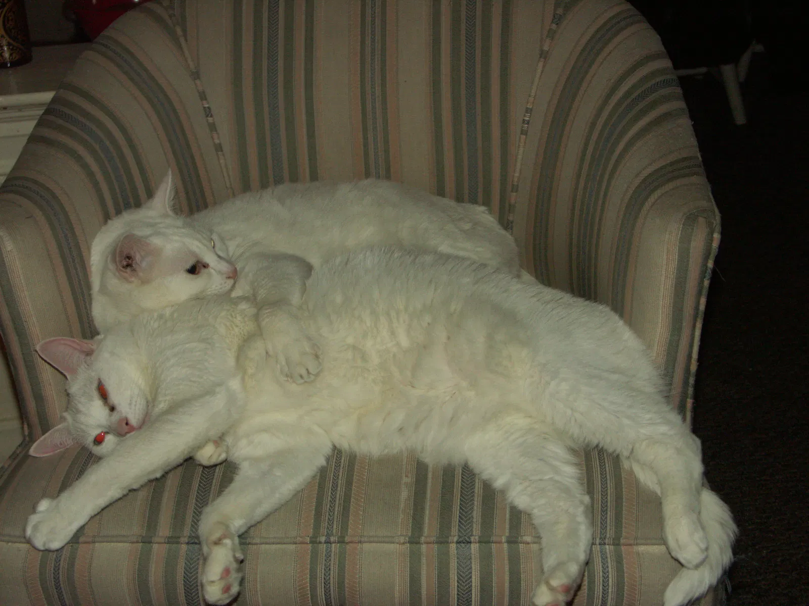 Lost cat in Sylmar, CA, 91342