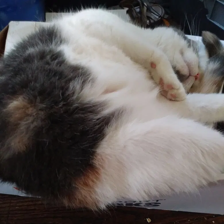 Lost cat in Lafayette, IN, 47904