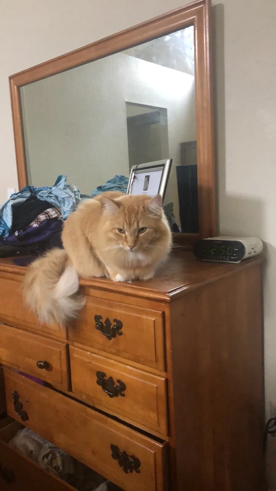 Lost cat in Mission Viejo, CA, 92692