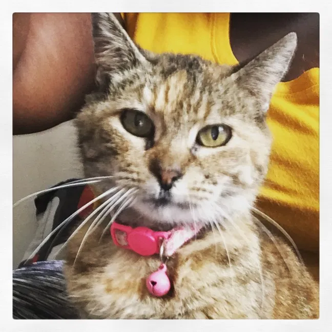 Lost cat in Summerville, SC, 29483