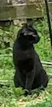 Lost cat in Sugar Land, TX, 77479