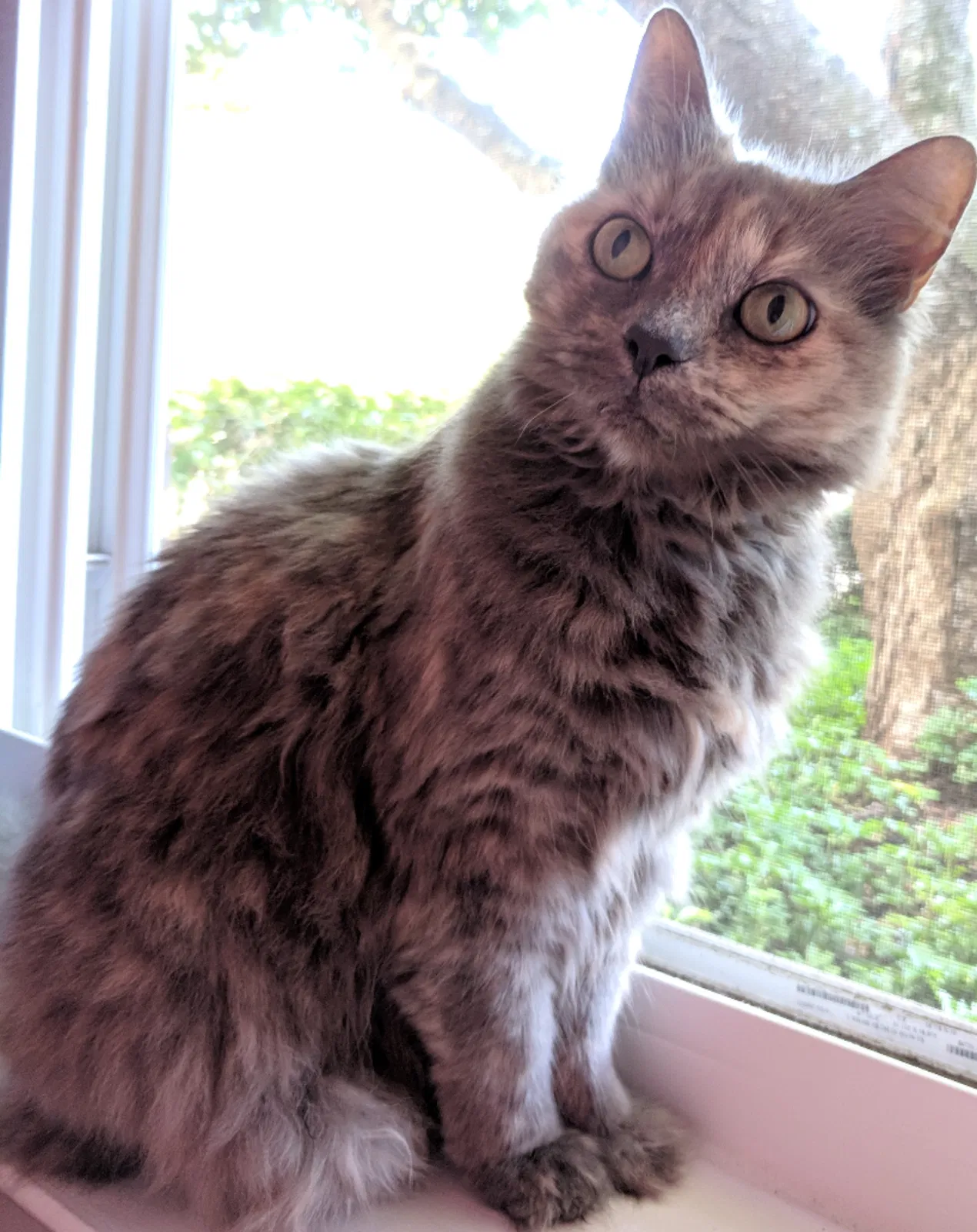 Lost cat in Burke, VA, 22015