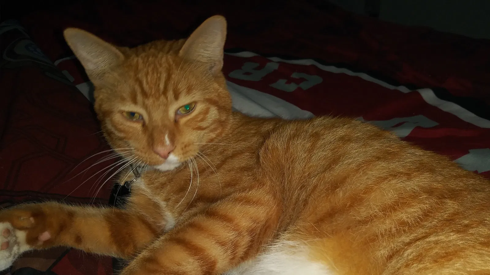Lost cat in Bradenton, FL, 34205