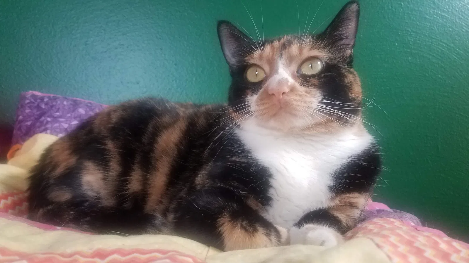 Lost cat in Saint Louis, MO, 63123