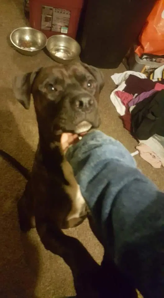 Lost dog in Salt Lake City, UT, 84111