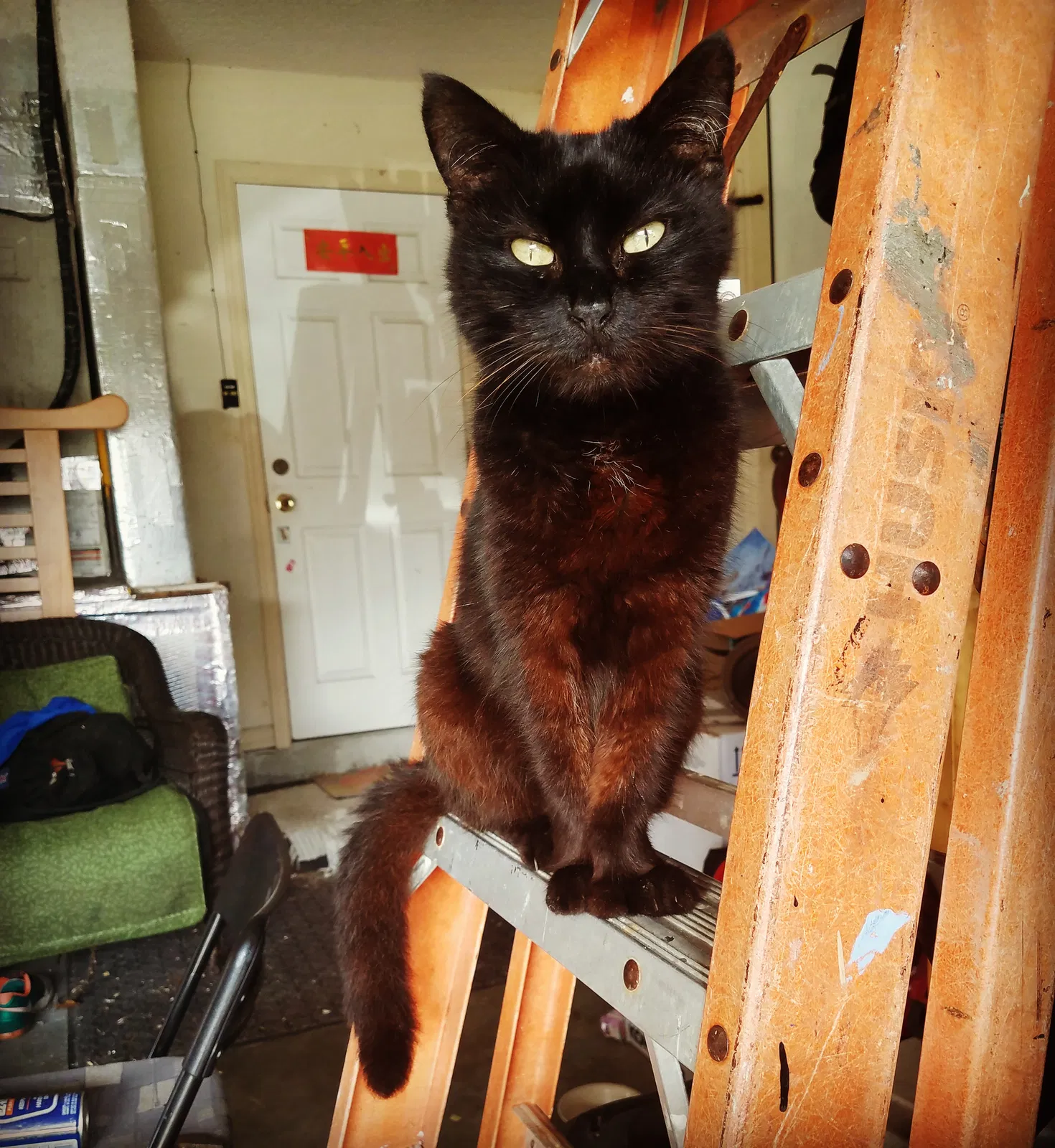 Lost cat in Pinellas Park, FL, 33781