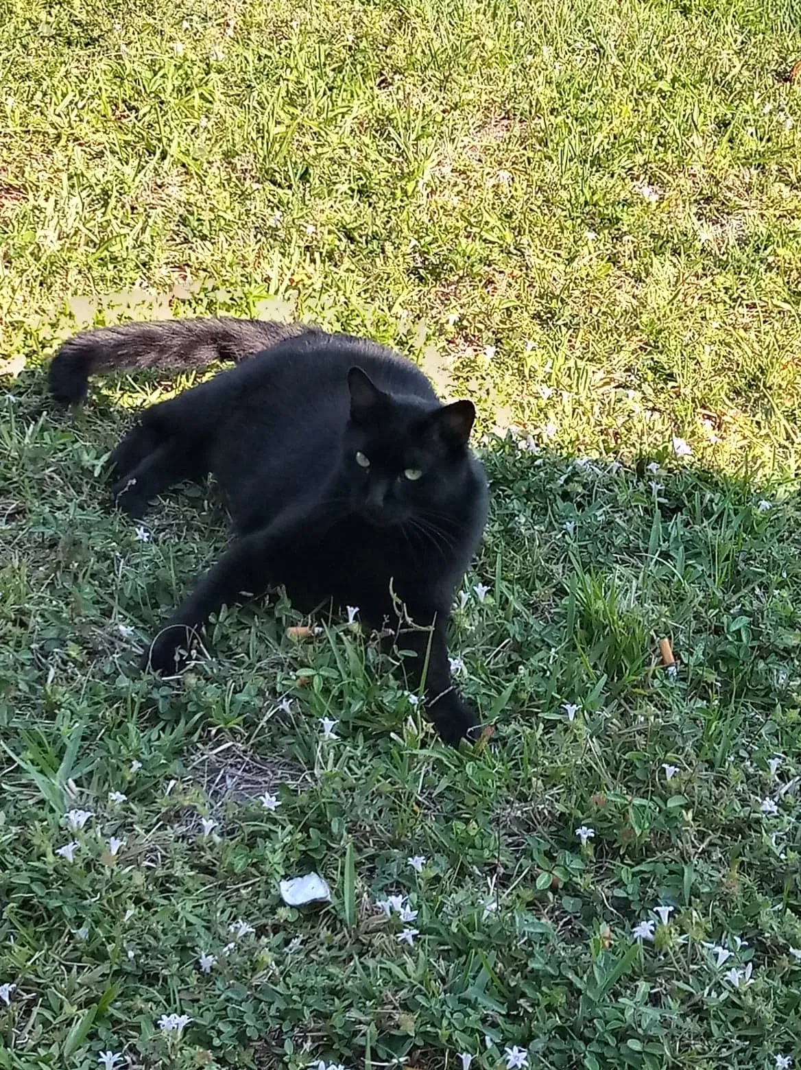 Lost cat in Port Saint Lucie, FL, 34983