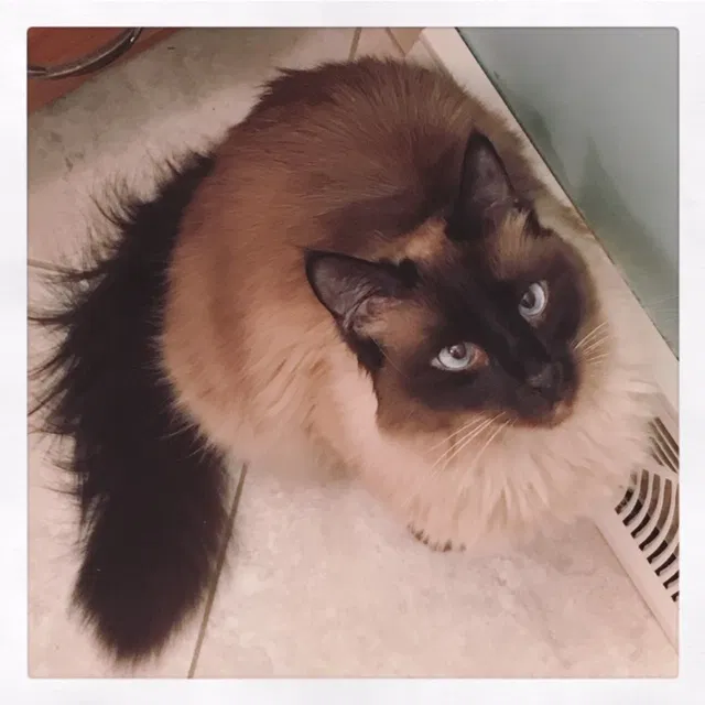 Lost cat in Saint Louis, MO, 63128