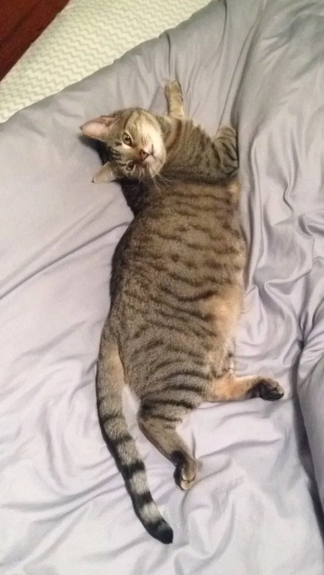 Lost cat in Richmond, VA, 23236