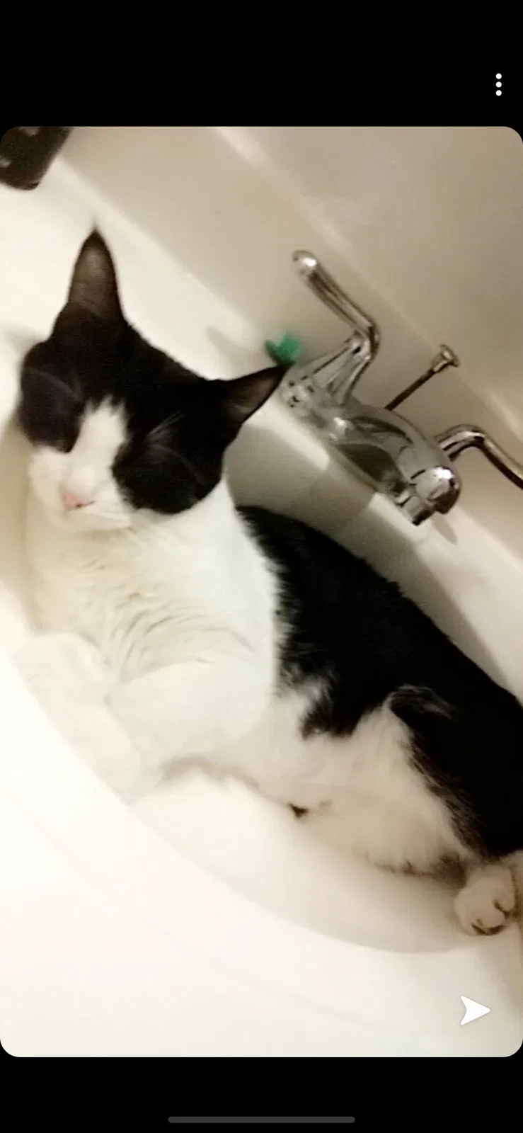 Lost cat in Rockford, IL, 61102
