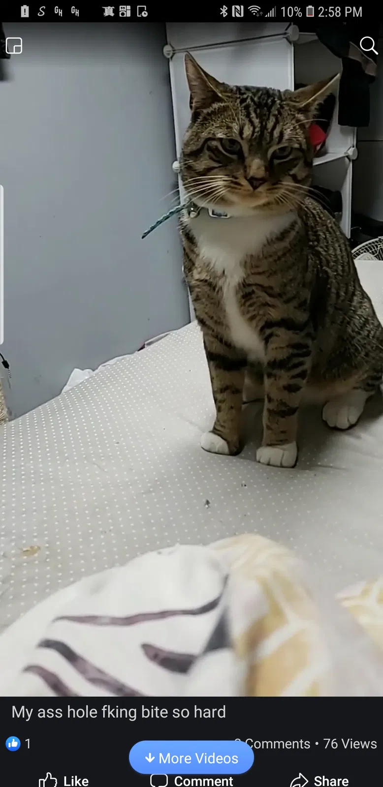Lost cat in Flushing, NY, 11355