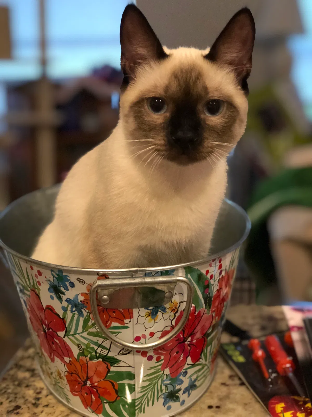 Lost cat in Port Saint Lucie, FL, 34953