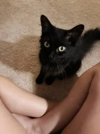 Found cat in Freetown, IN, 47235