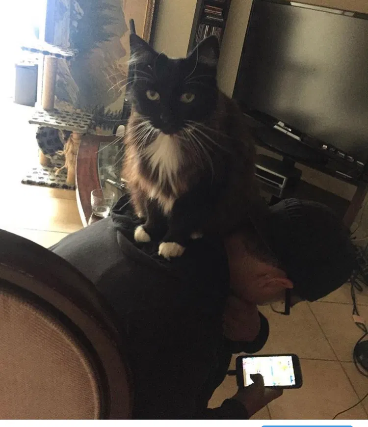 Lost cat in Downey, CA, 90242