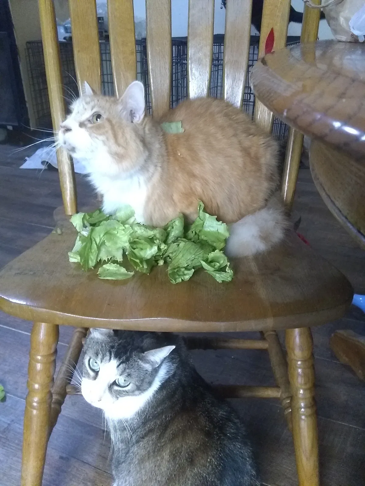 Lost cat in Carrollton, GA, 30116