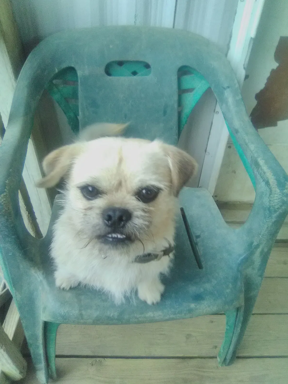 Lost dog in Pinson, AL, 35126