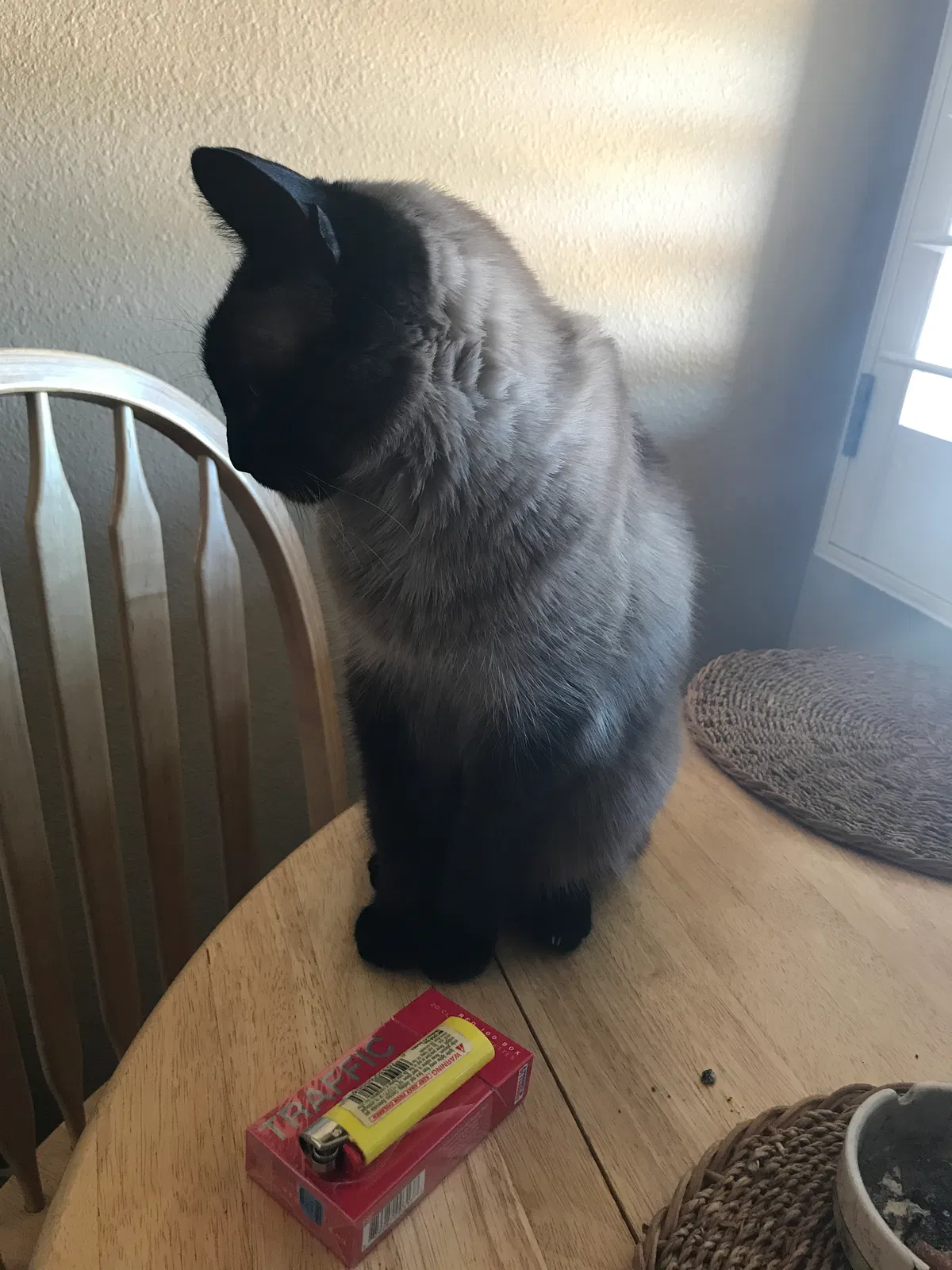 Lost cat in Mesa, AZ, 85208