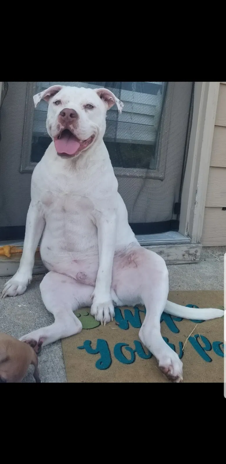 Lost dog in Phenix City, AL, 36867