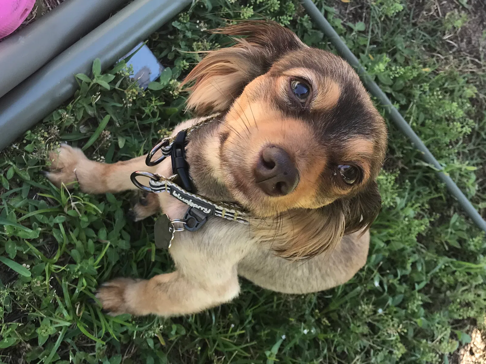 Lost dog in Blue Ridge, GA, 30513