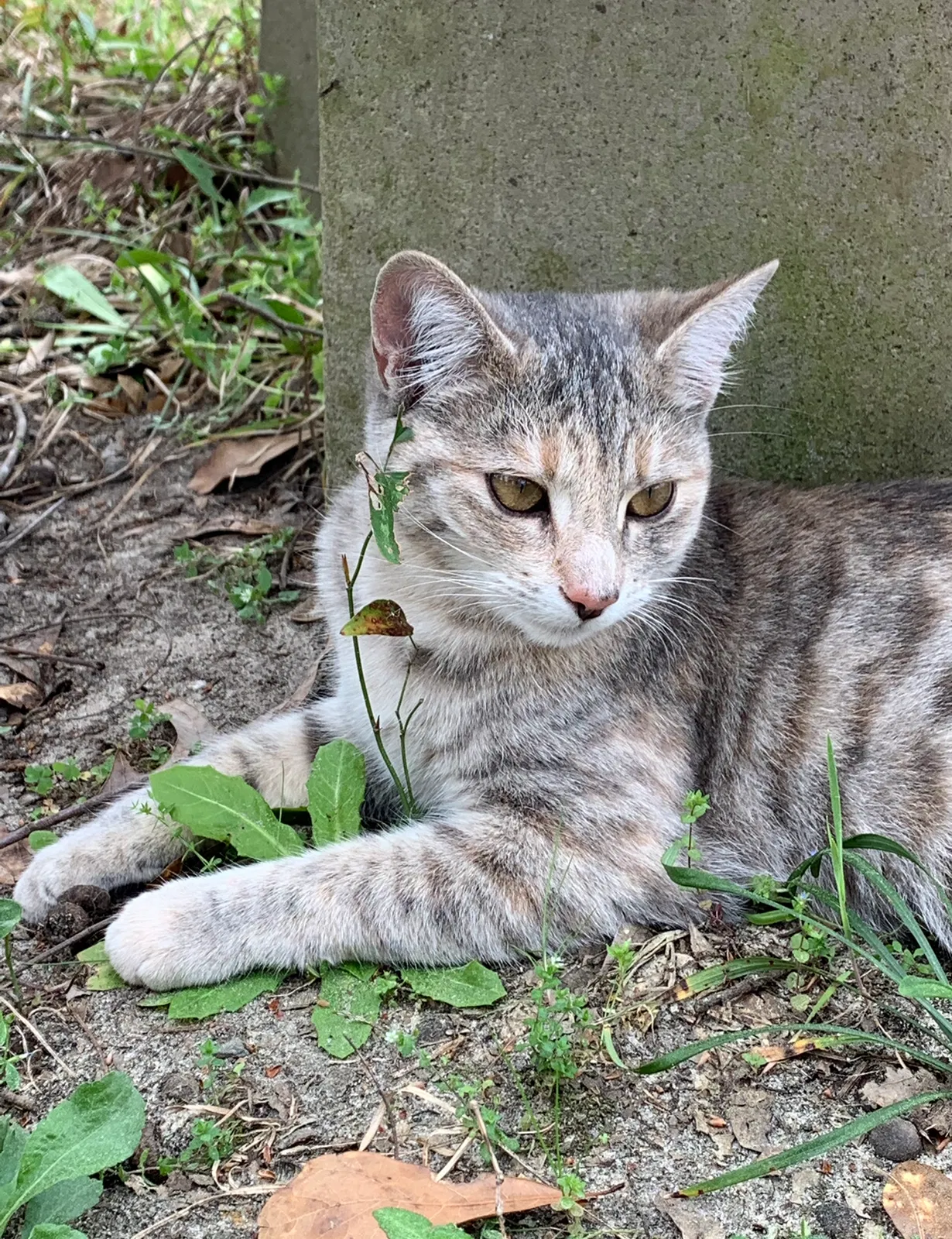 Lost cat in Hephzibah, GA, 30815