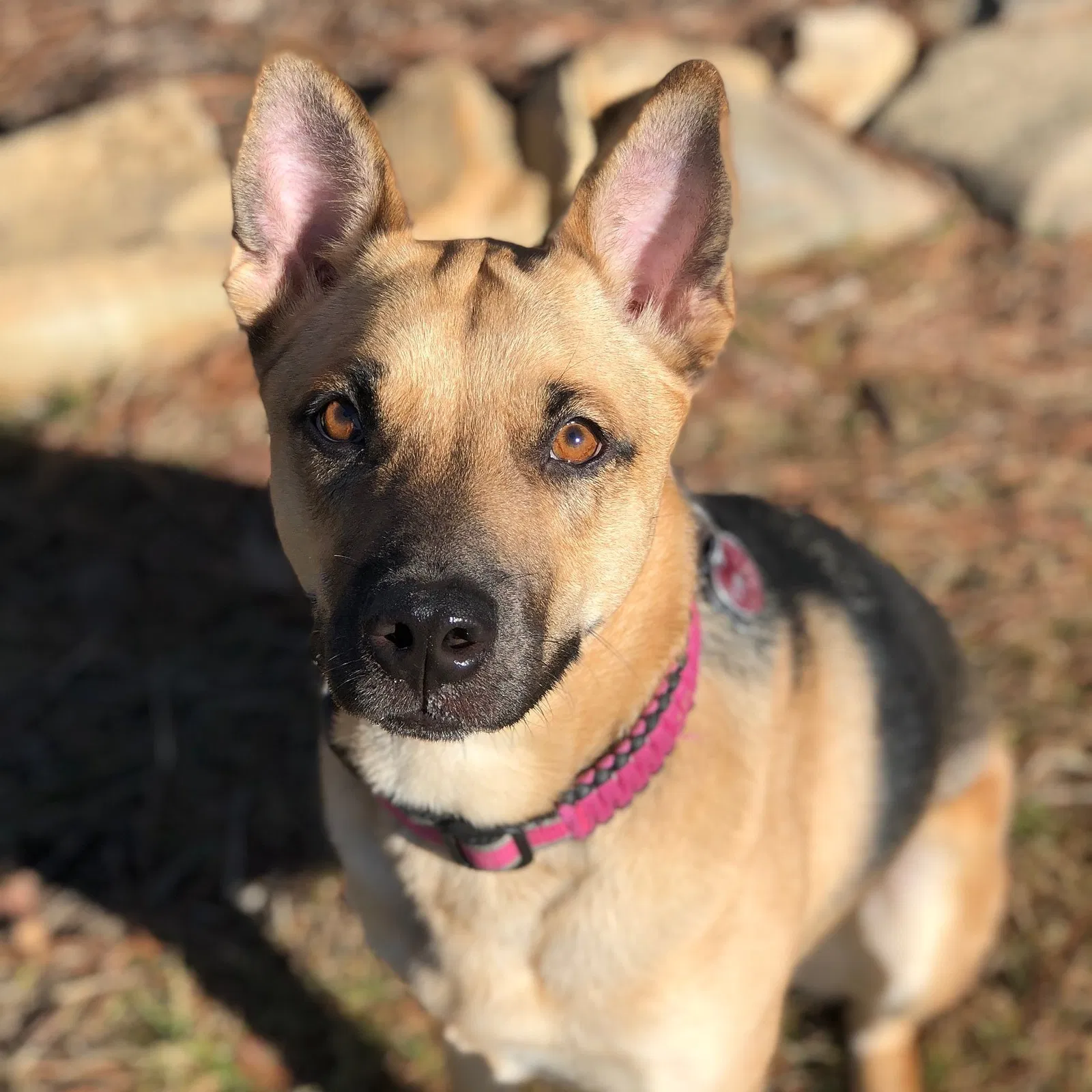 Lost dog in Lookout Mountain, GA, 30750