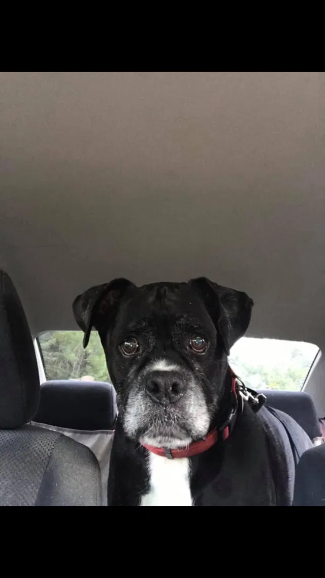 Lost dog in Florence, MS, 39073