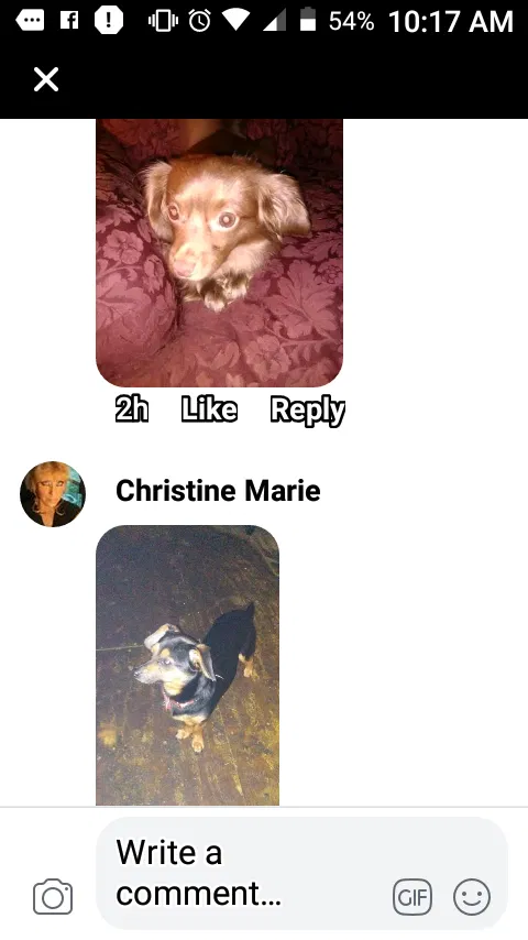 Lost dog in Edmonton, KY, 42129